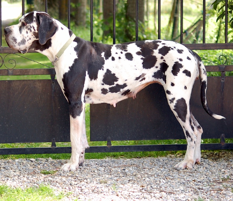 Diam's de la Vigne du Grand Danois